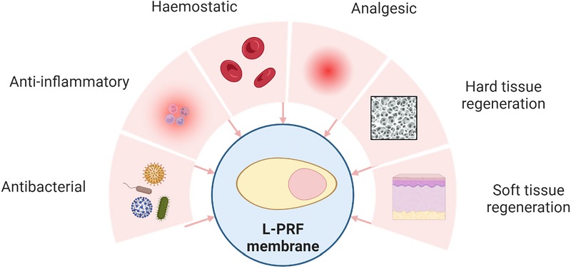 Biologic Reconstruction of L-PRF membrane